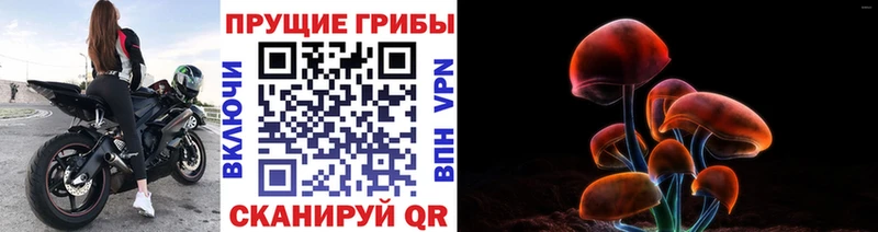 Купить где  Кемь  Псилоцибиновые грибы мицелий 